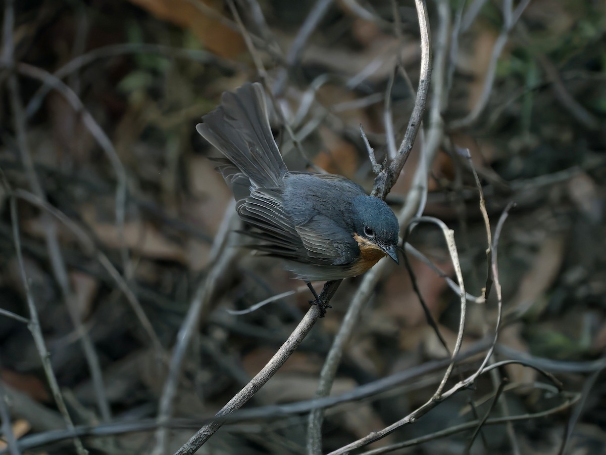 Leaden Flycatcher - ML645350070