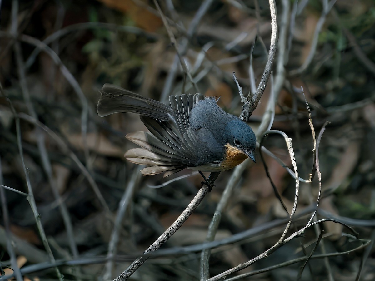 Leaden Flycatcher - ML645350071