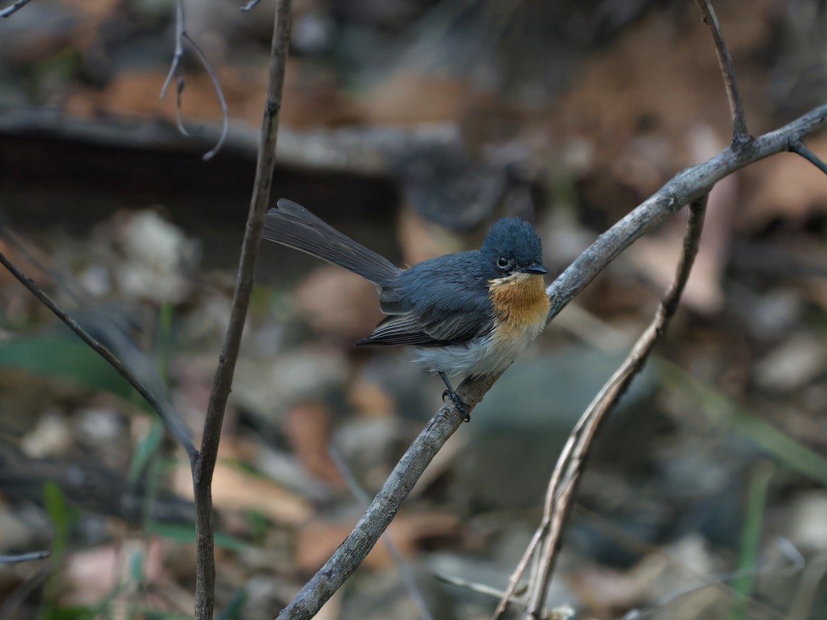 Leaden Flycatcher - ML645350072