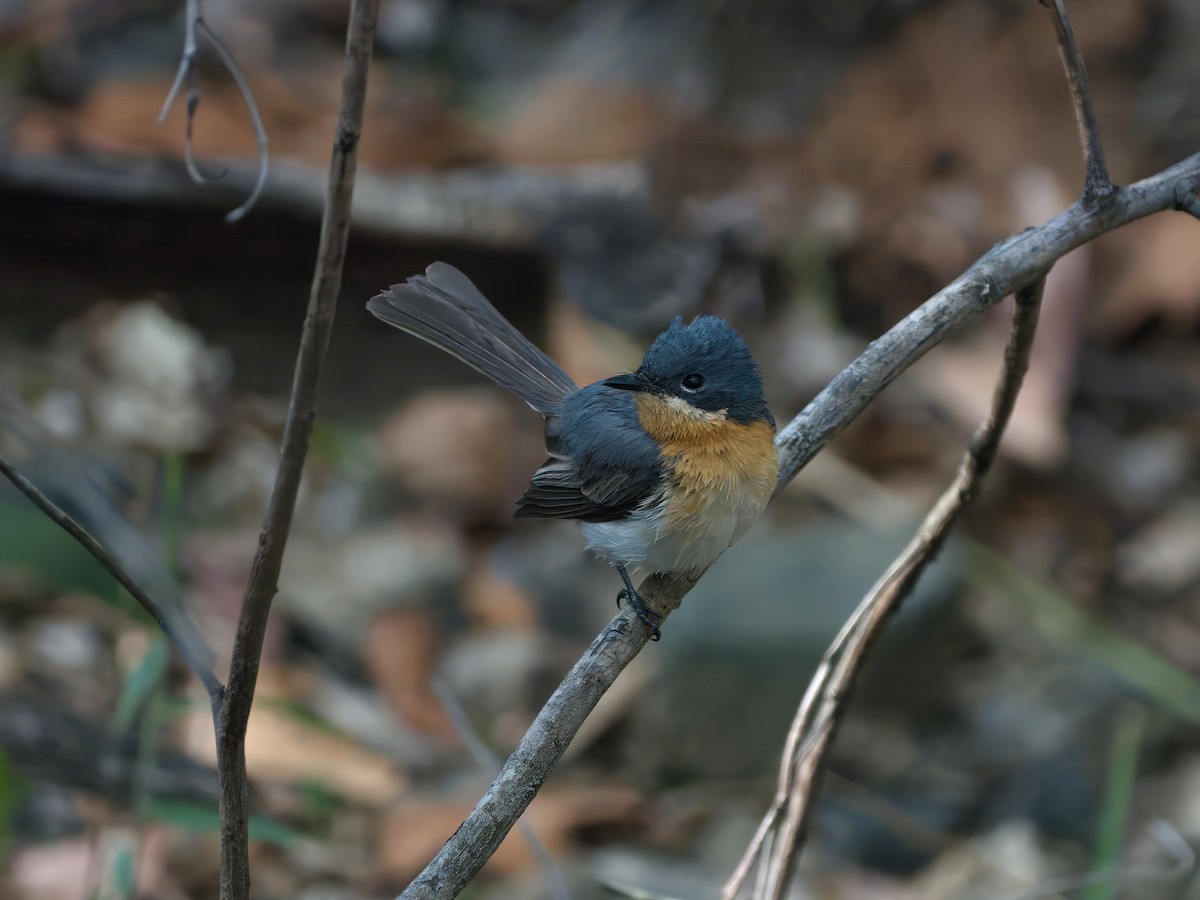 Leaden Flycatcher - ML645350073