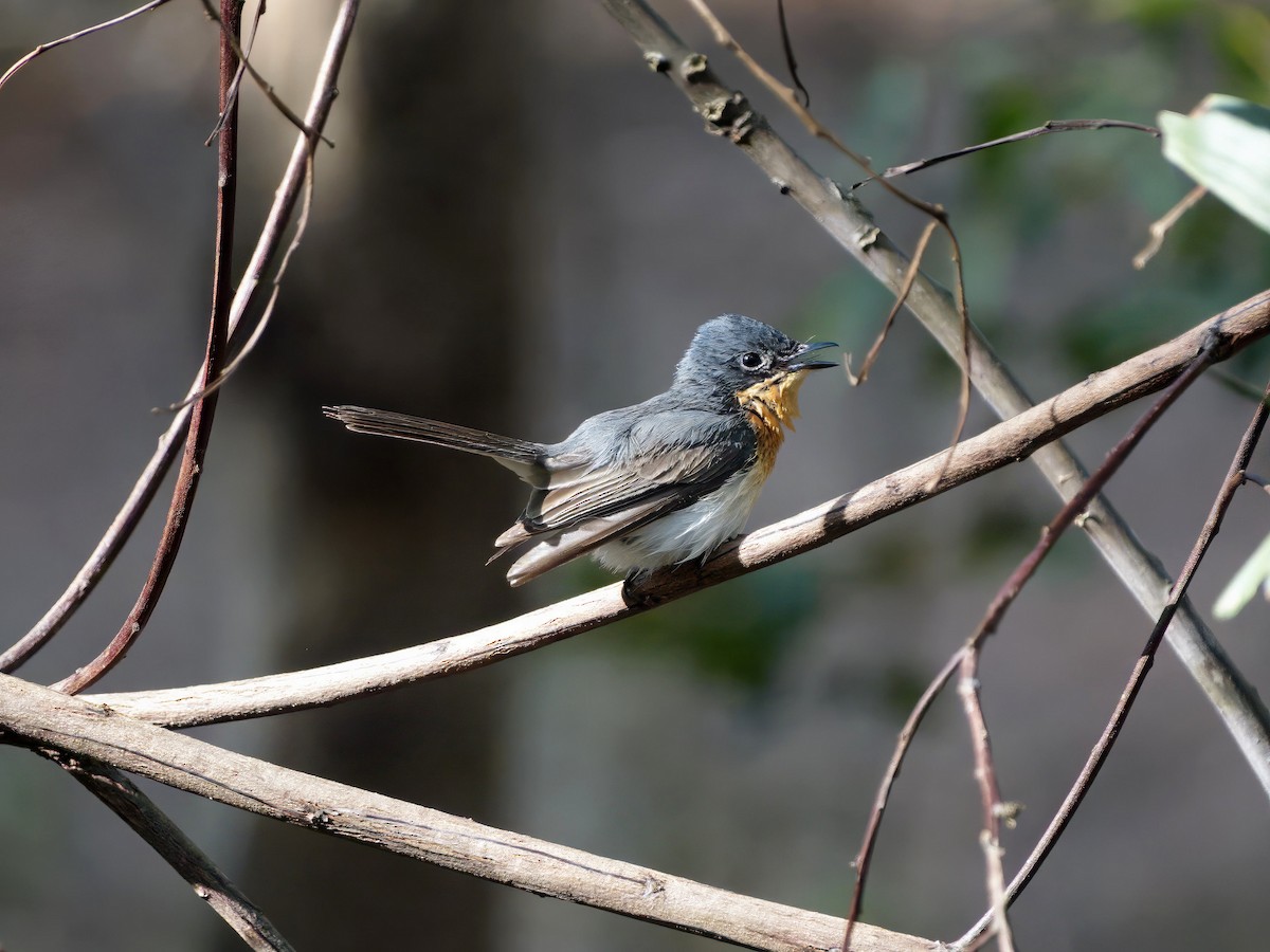 Leaden Flycatcher - ML645350074