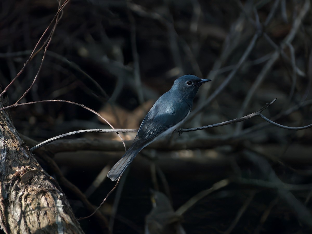 Leaden Flycatcher - ML645350075