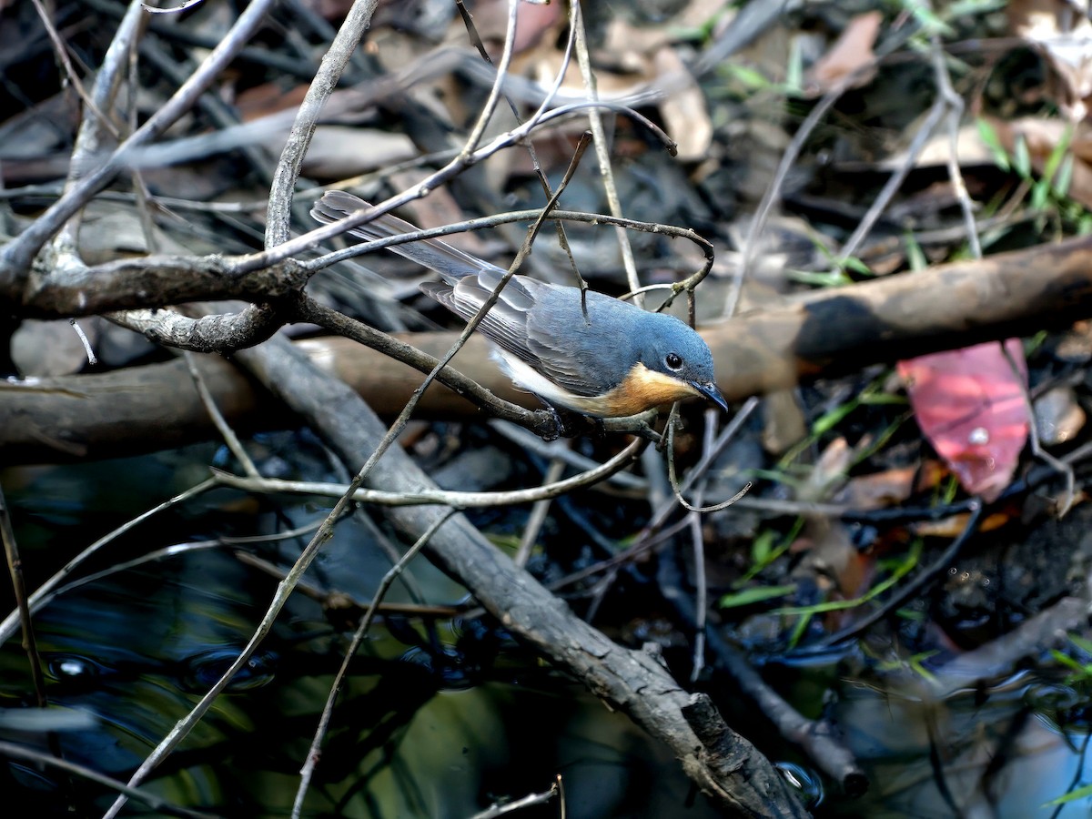 Leaden Flycatcher - ML645350076