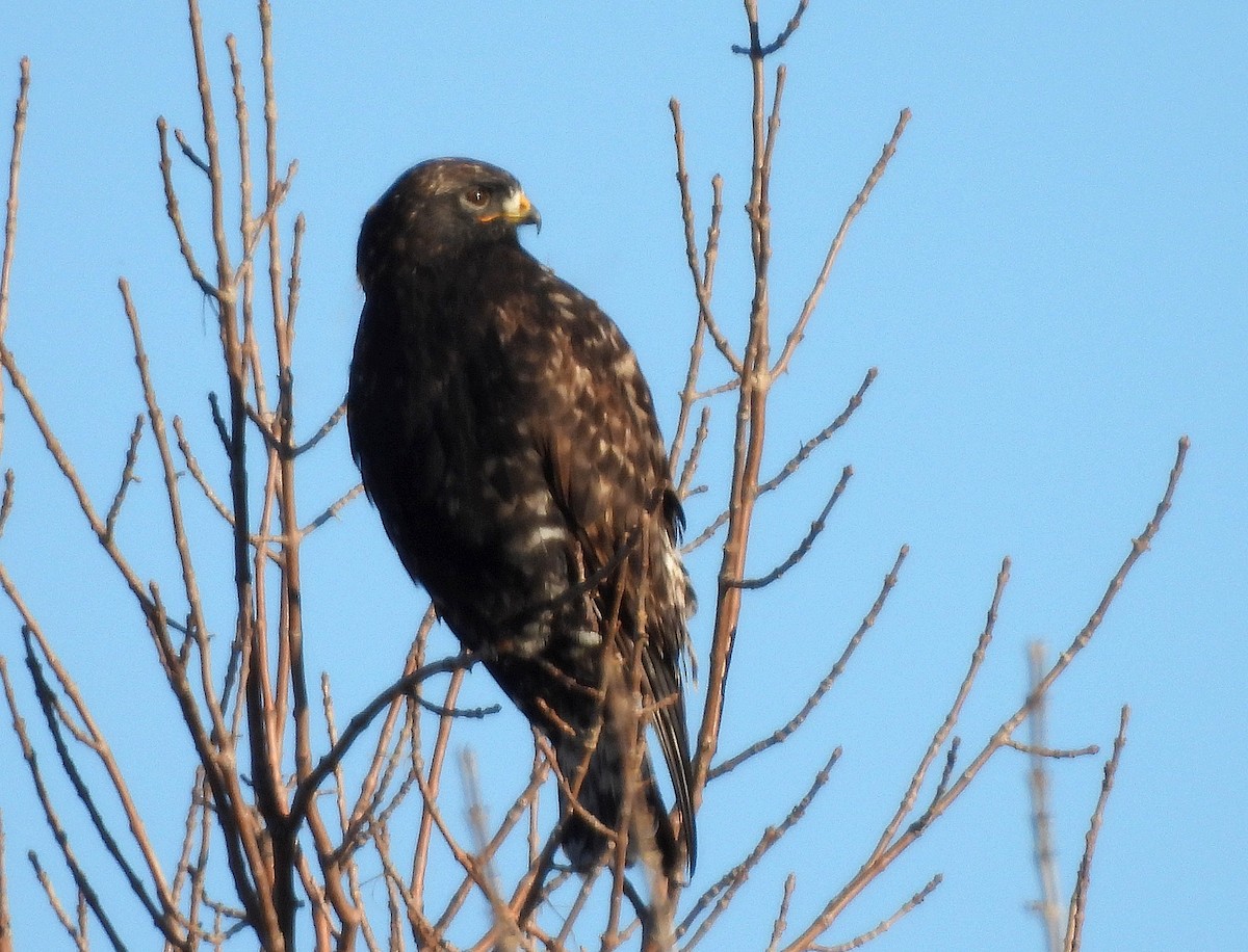 káně rousná - ML645350079