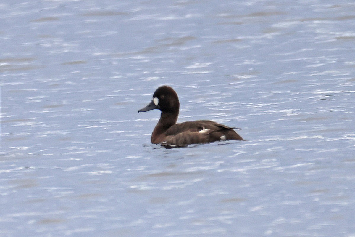 Lesser Scaup - ML645350081