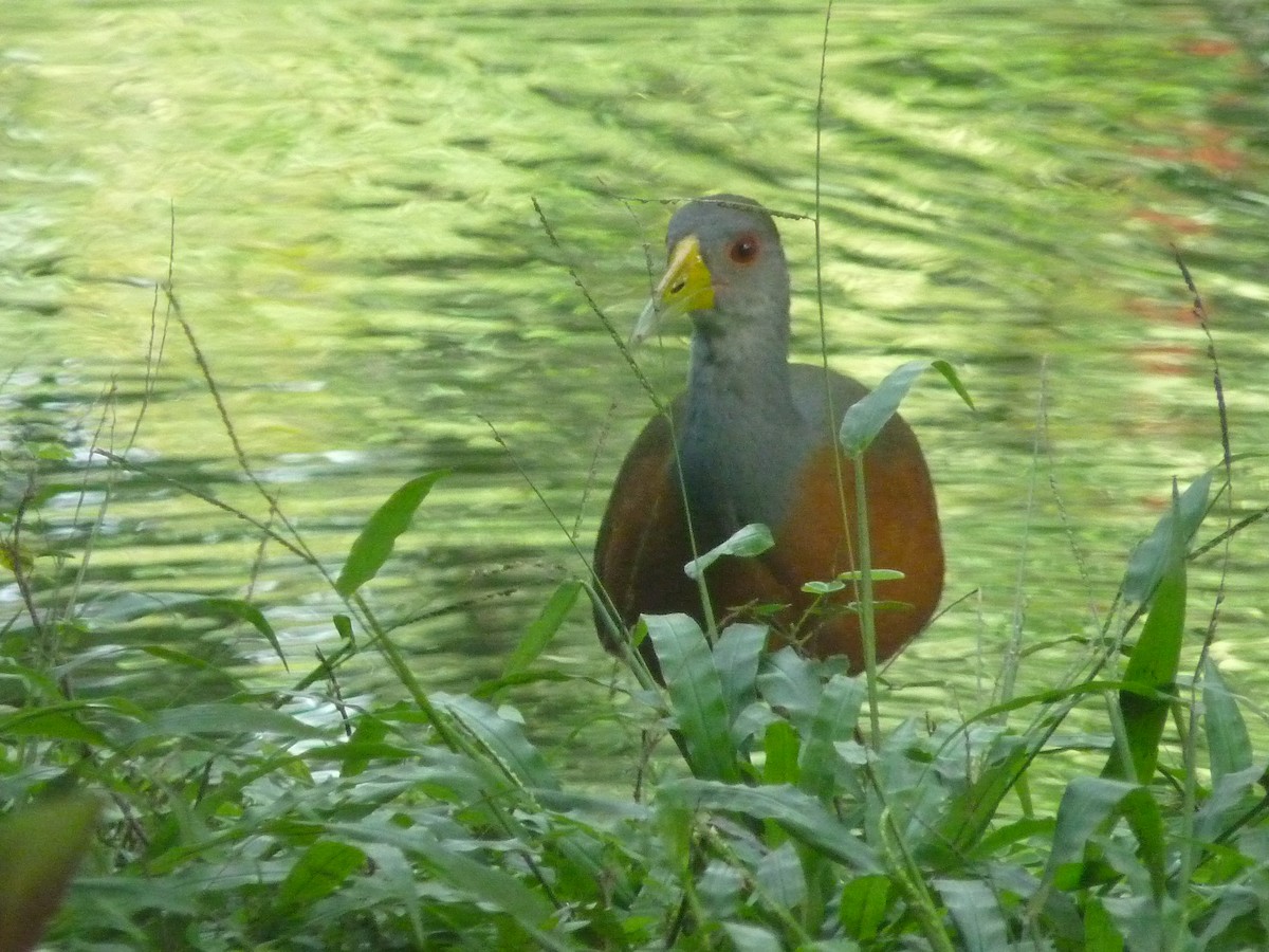 Gray-cowled Wood-Rail - ML645350086