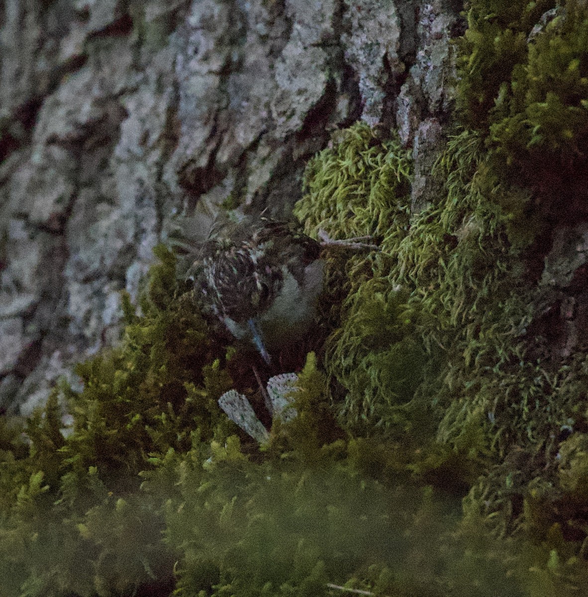 Brown Creeper - ML645350090