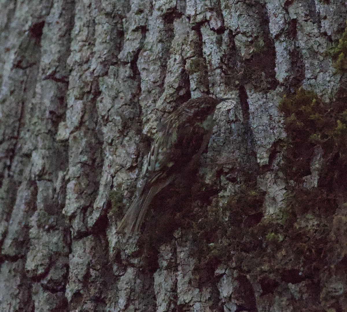 Brown Creeper - ML645350091