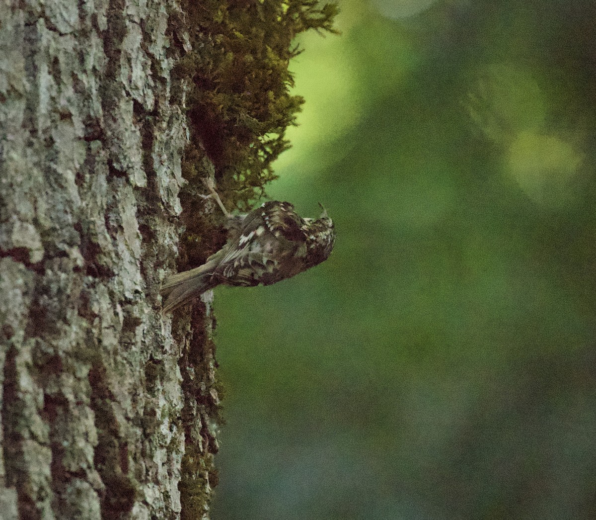Brown Creeper - ML645350092