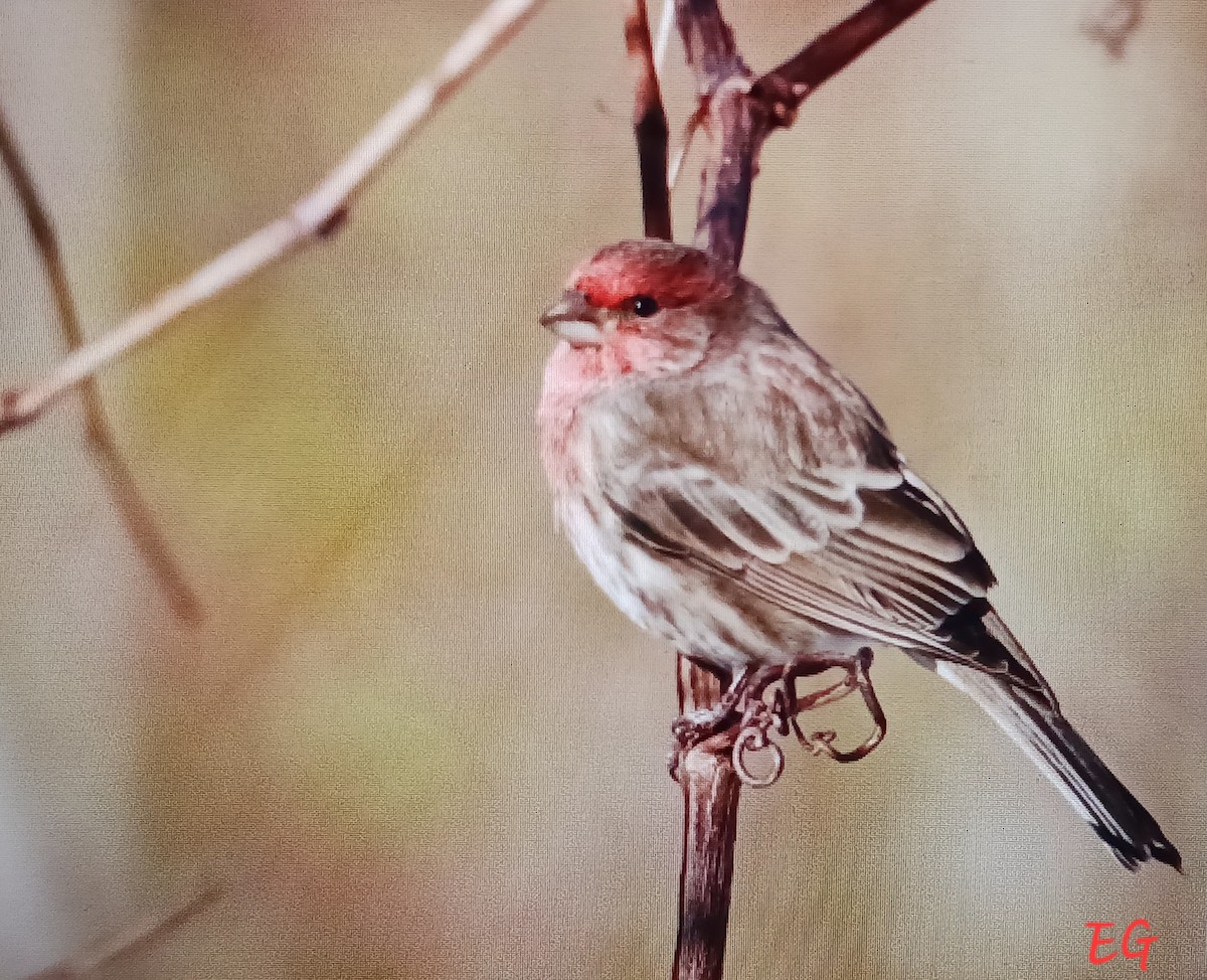 House Finch - ML645350093