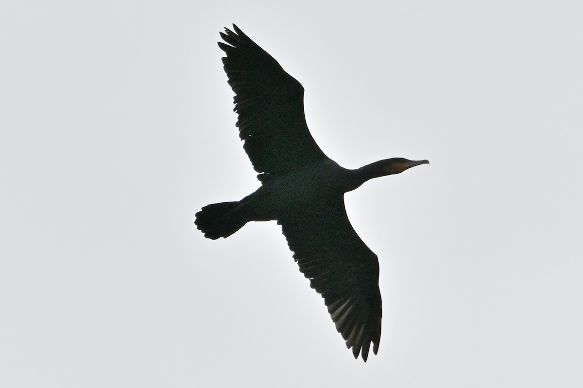 Great Cormorant - ML645350094