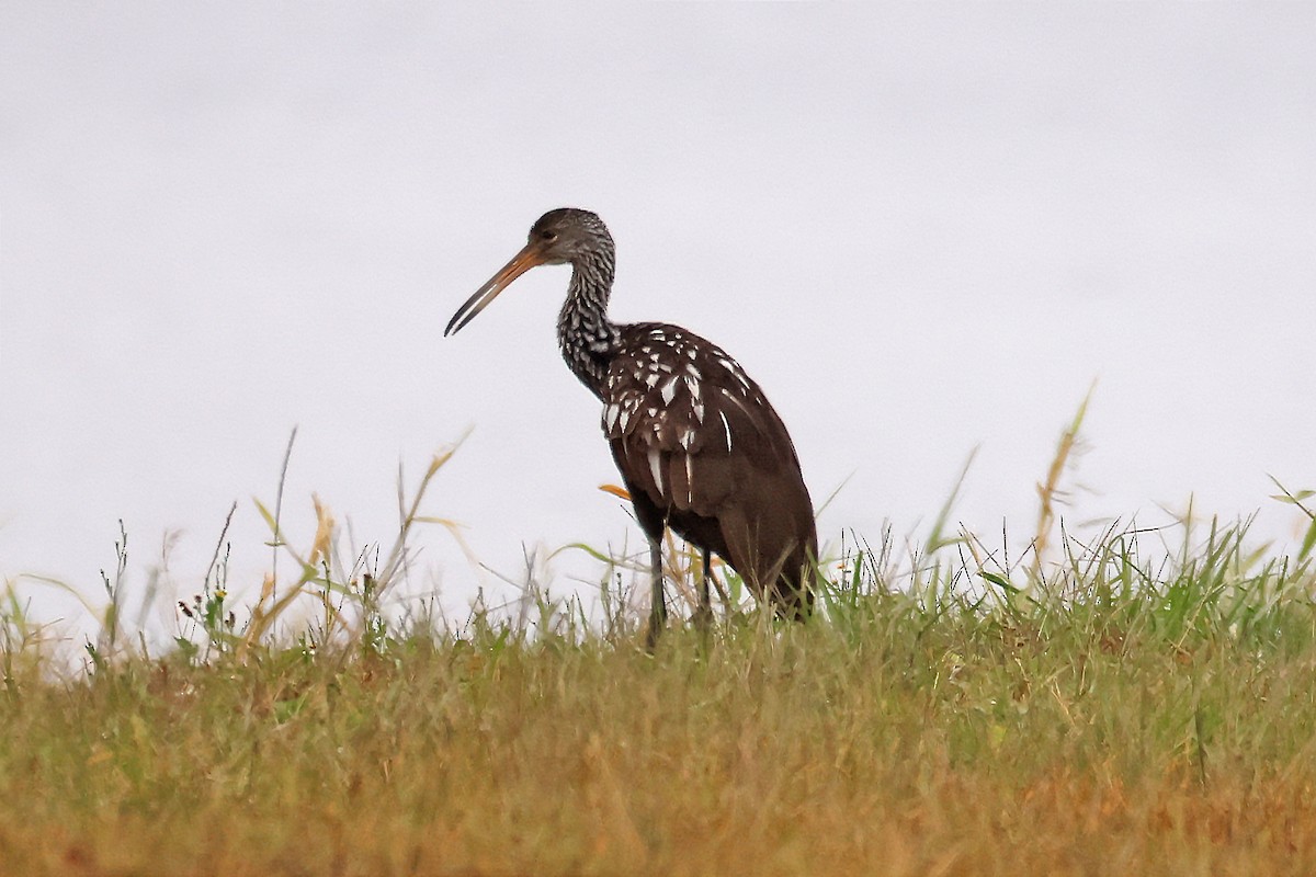 Limpkin - ML645350095
