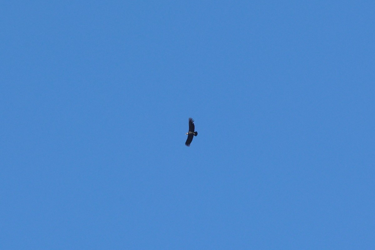 Andean Condor - ML645350100