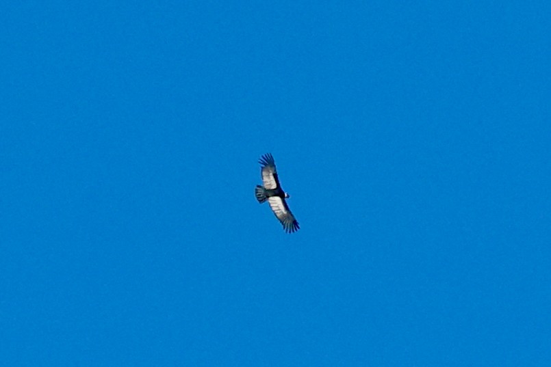 Andean Condor - ML645350101