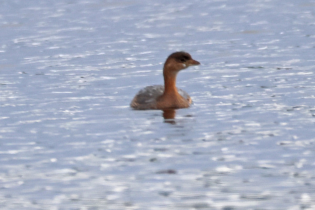 Pied-billed Grebe - ML645350102