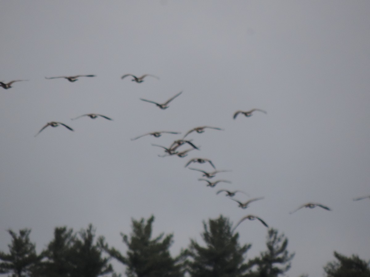 Canada Goose - ML645350105