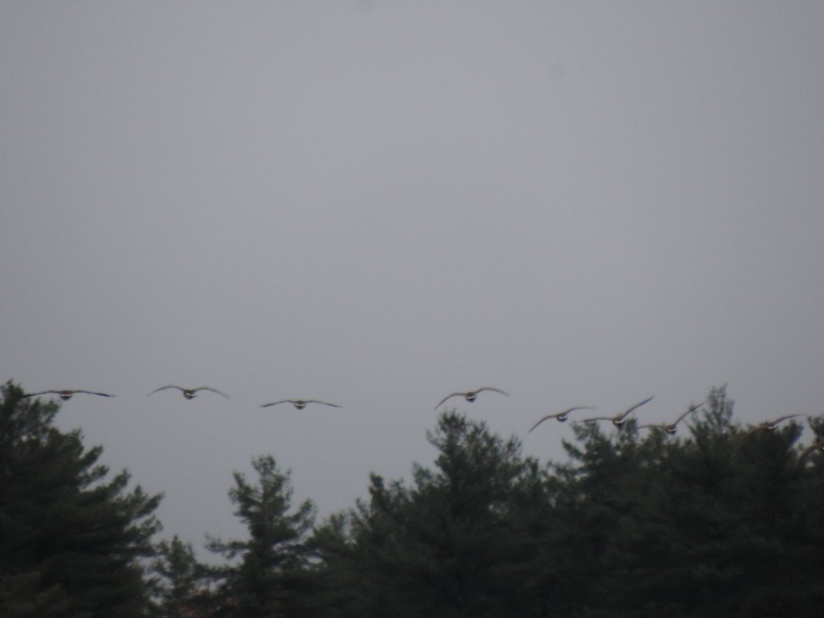 Canada Goose - ML645350106