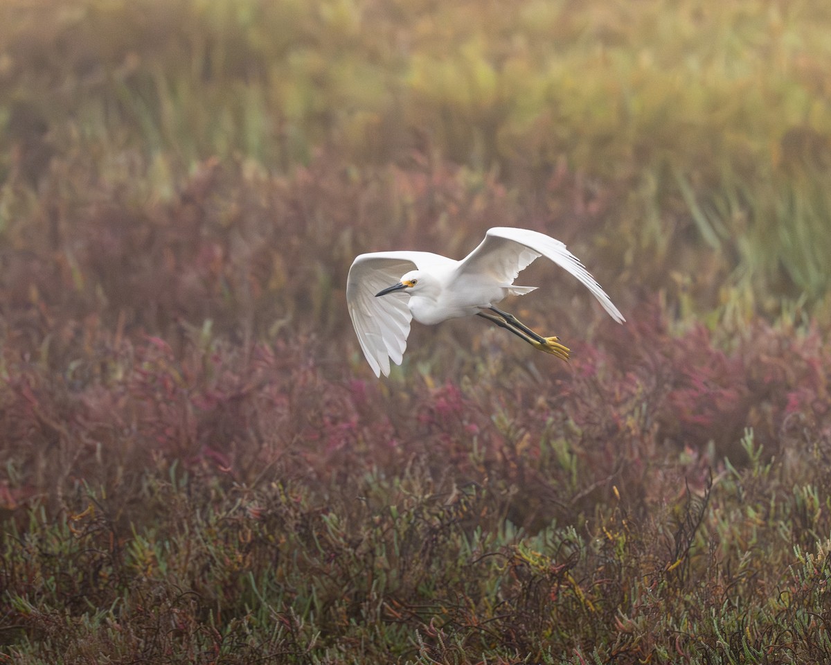 Snowy Egret - ML645350107