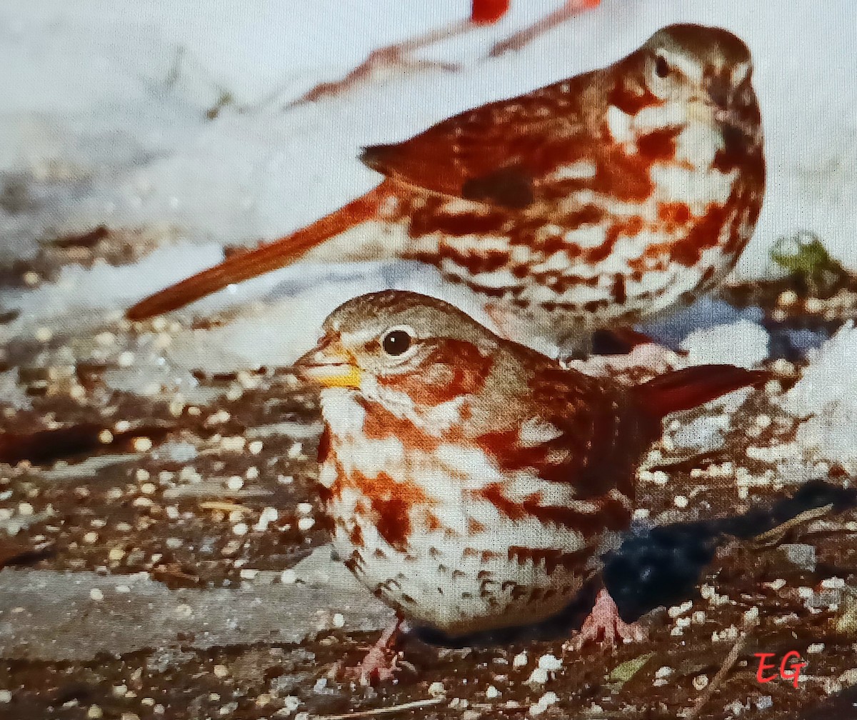 Fox Sparrow - ML645350108