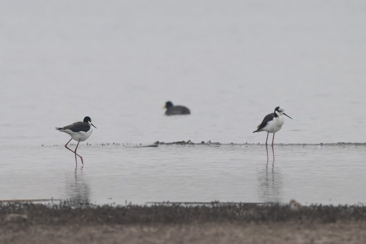 Black-necked Stilt - ML645350109