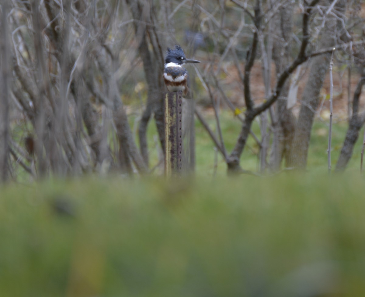 Belted Kingfisher - ML645350110