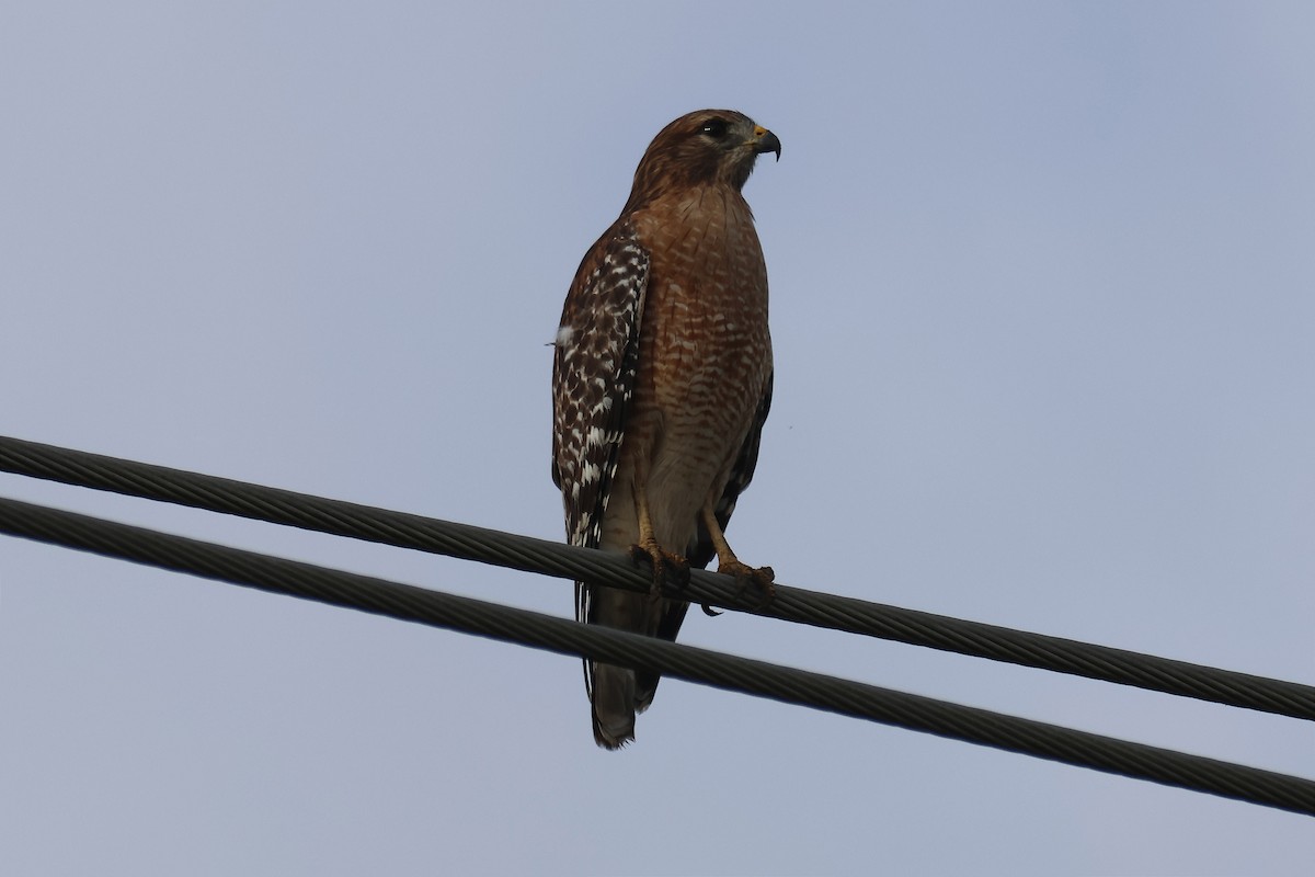 Red-shouldered Hawk - ML645350112