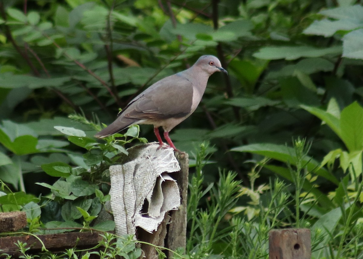 White-tipped Dove - ML645350116