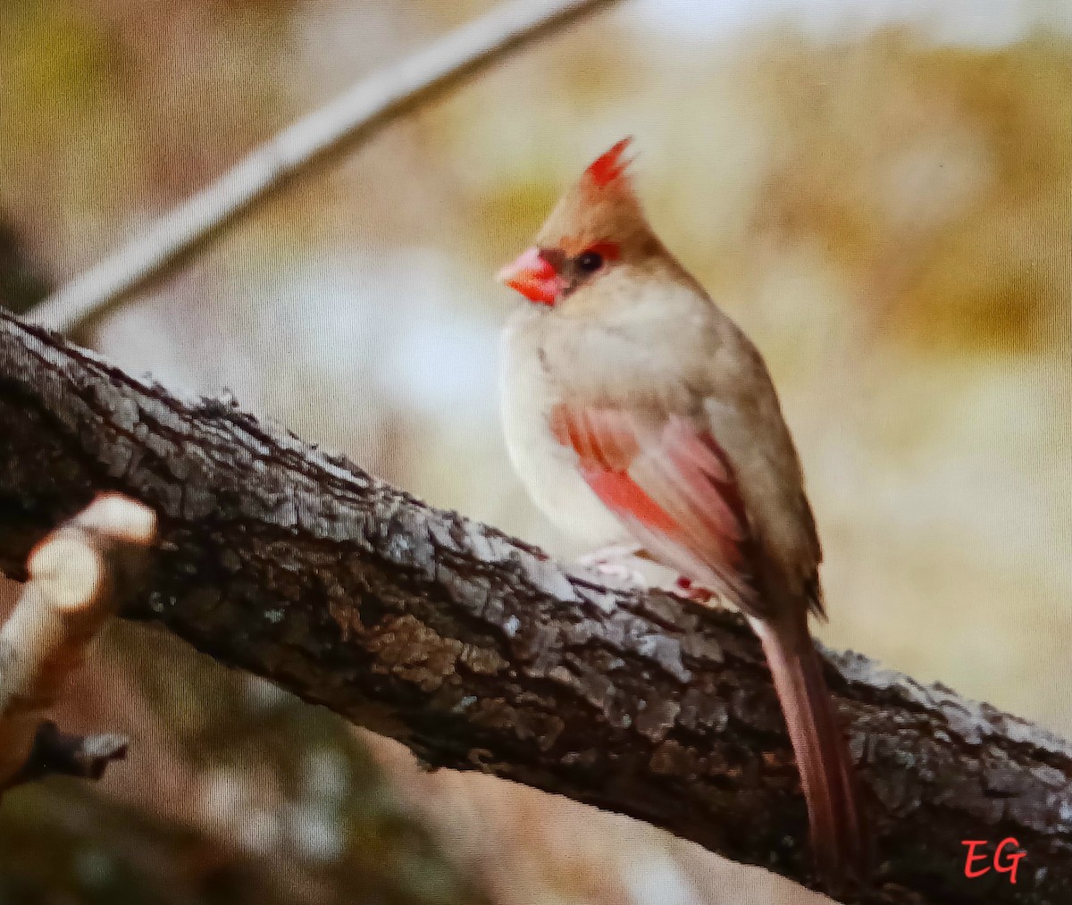 Northern Cardinal - ML645350120