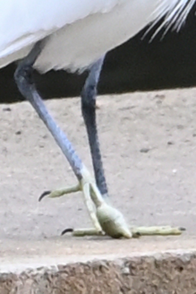 Little Egret - ML645350121