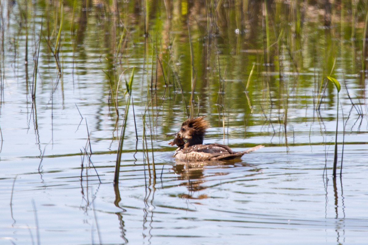 Hooded Merganser - ML645350122
