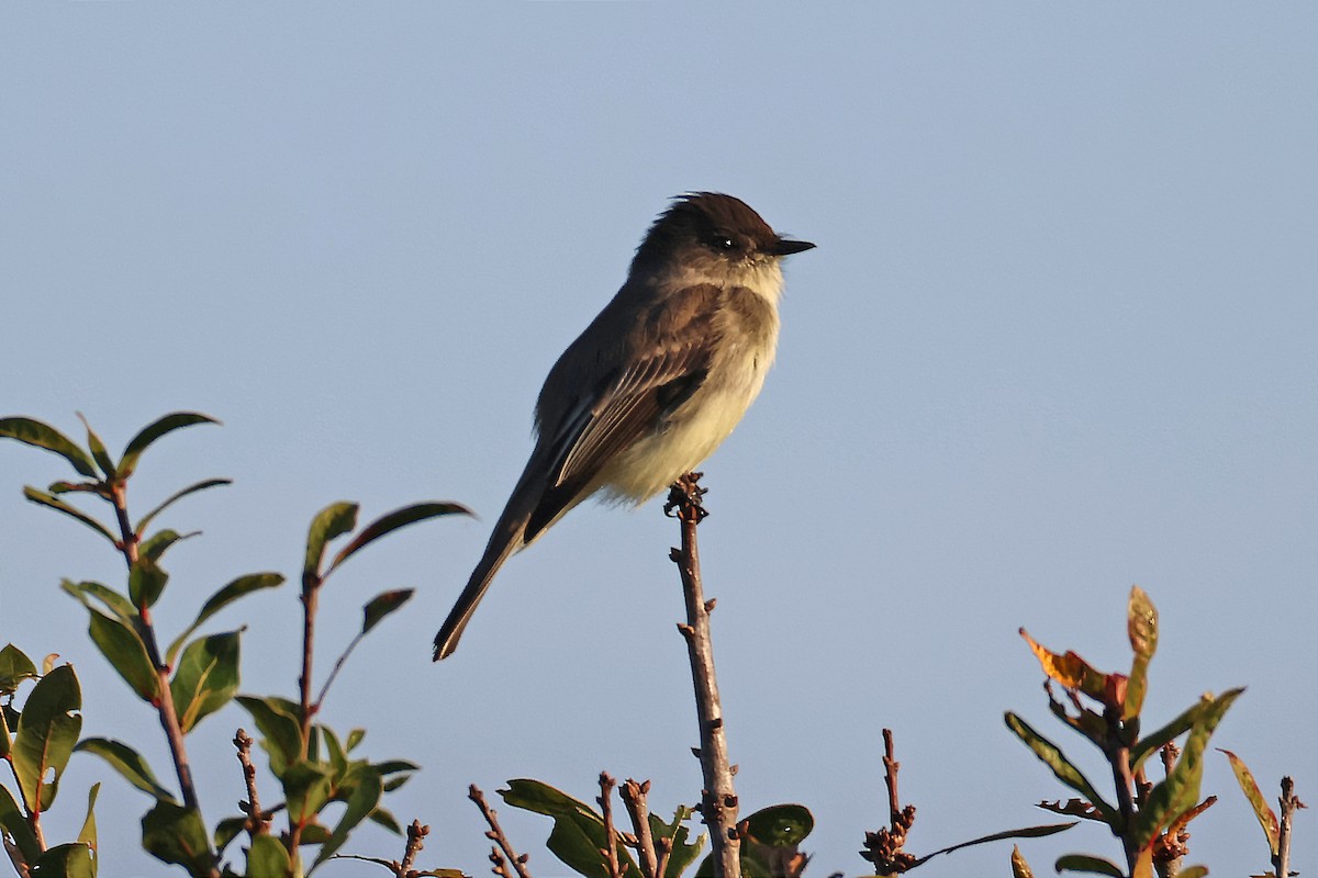 Eastern Phoebe - ML645350123