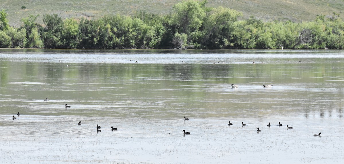 American Coot - ML645350125