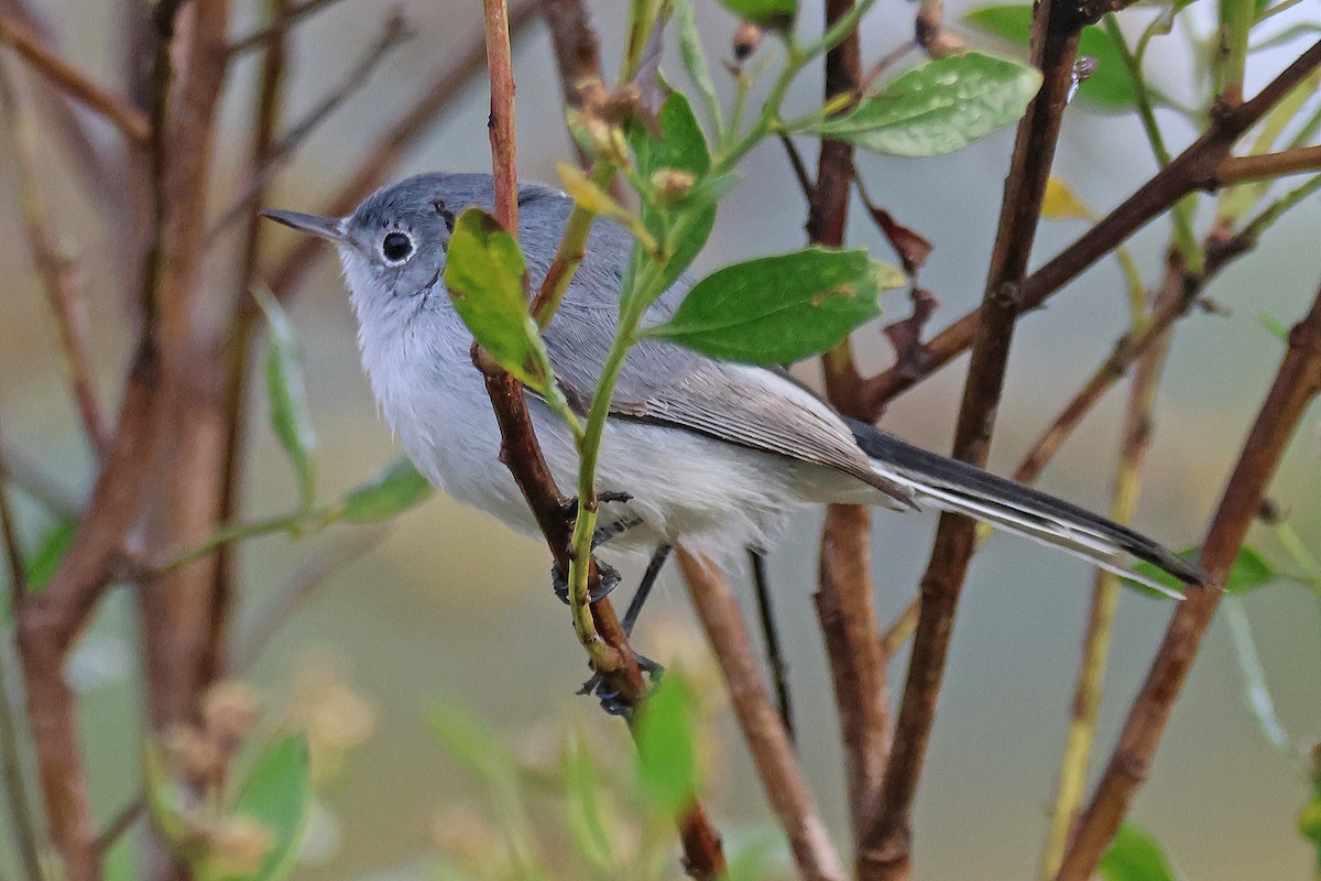 Blue-gray Gnatcatcher - ML645350128