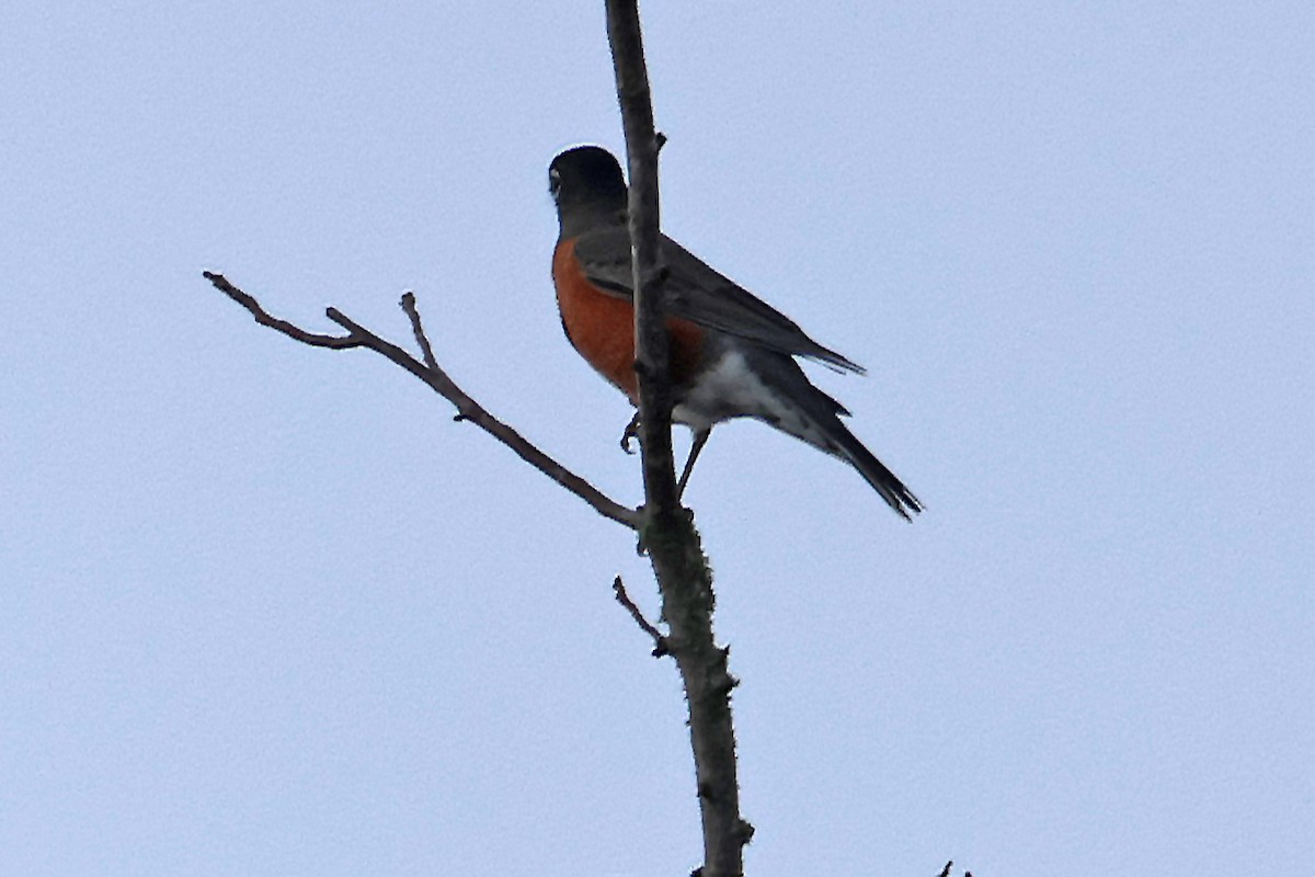 American Robin - ML645350143