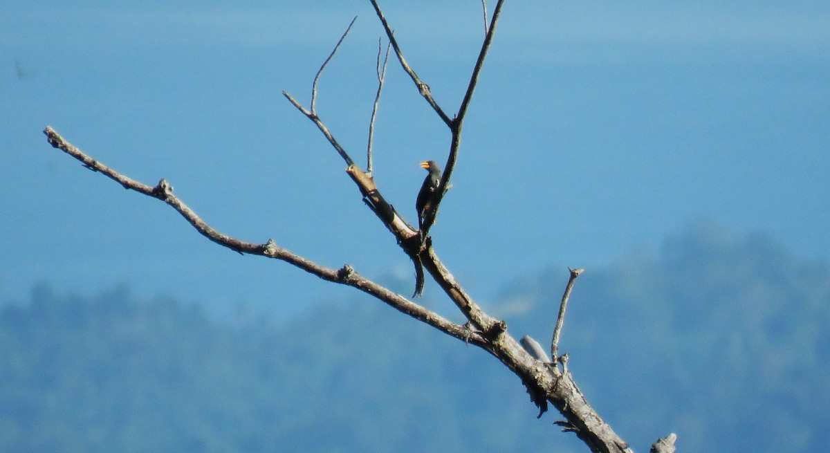 Scissirostre des Célèbes - ML645350146