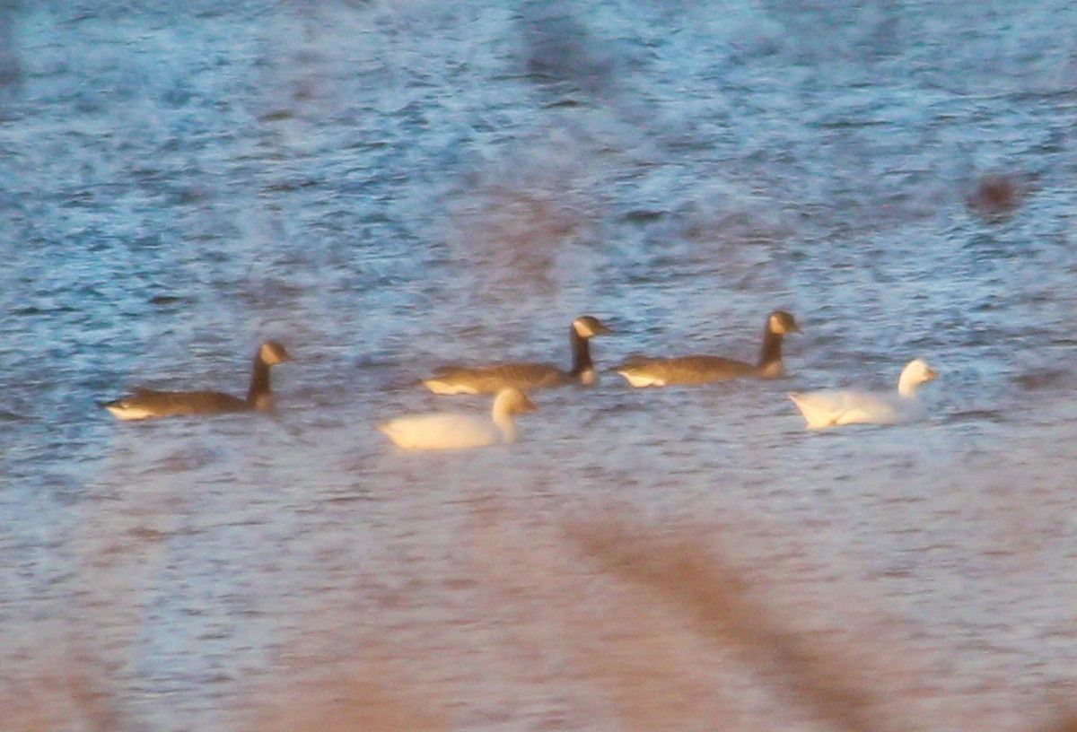 Snow Goose - ML645350160