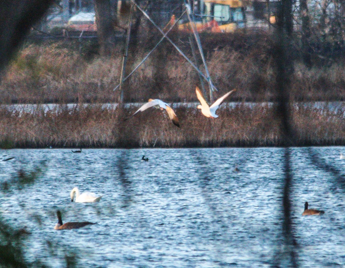 Snow Goose - ML645350162