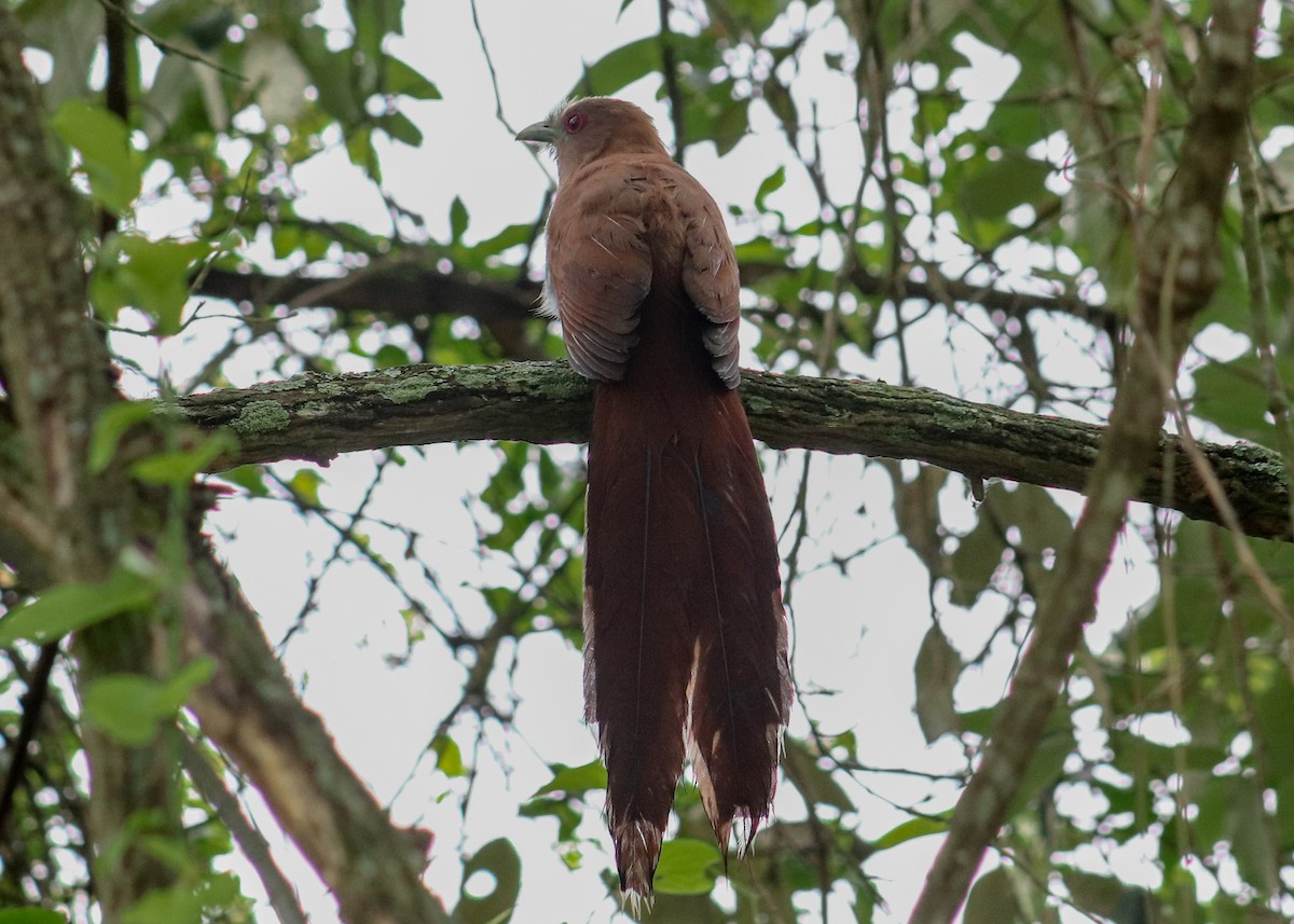 Common Squirrel-Cuckoo - ML645350180
