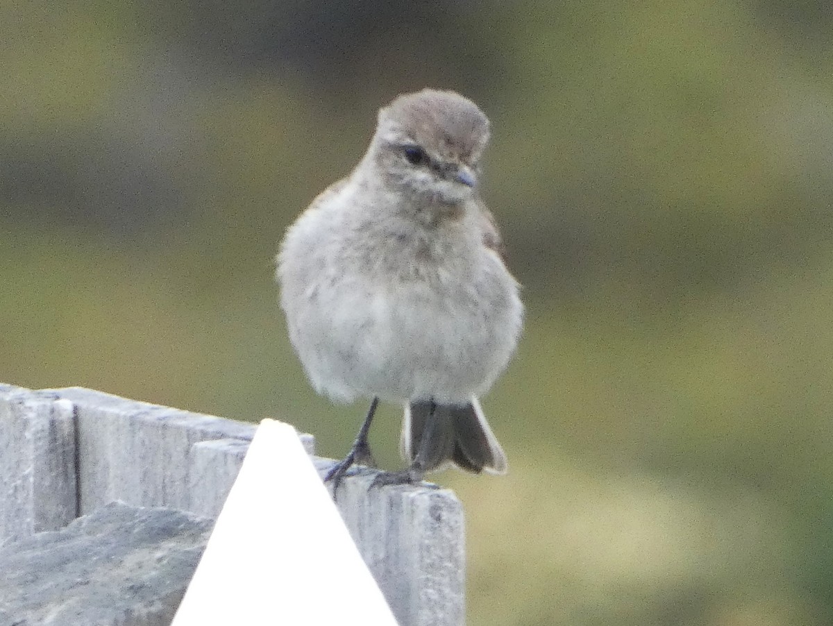 Dusky Robin - ML645350182