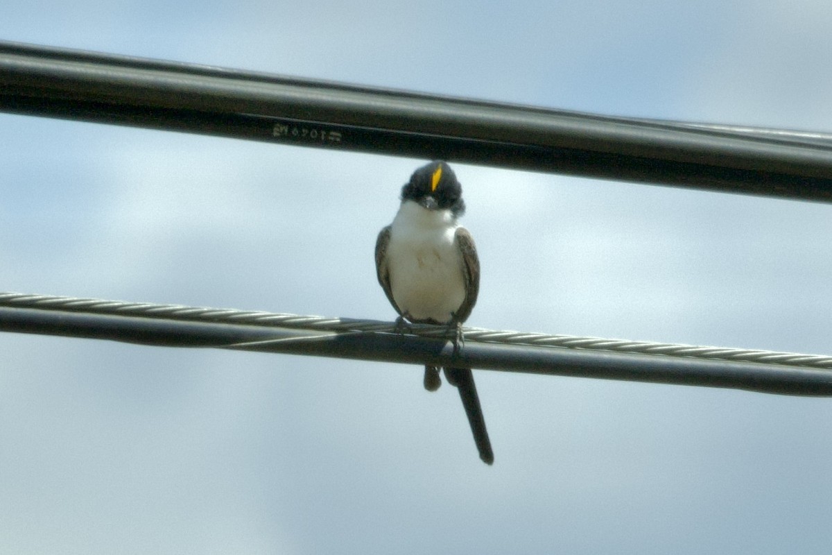 Fork-tailed Flycatcher - ML645350217
