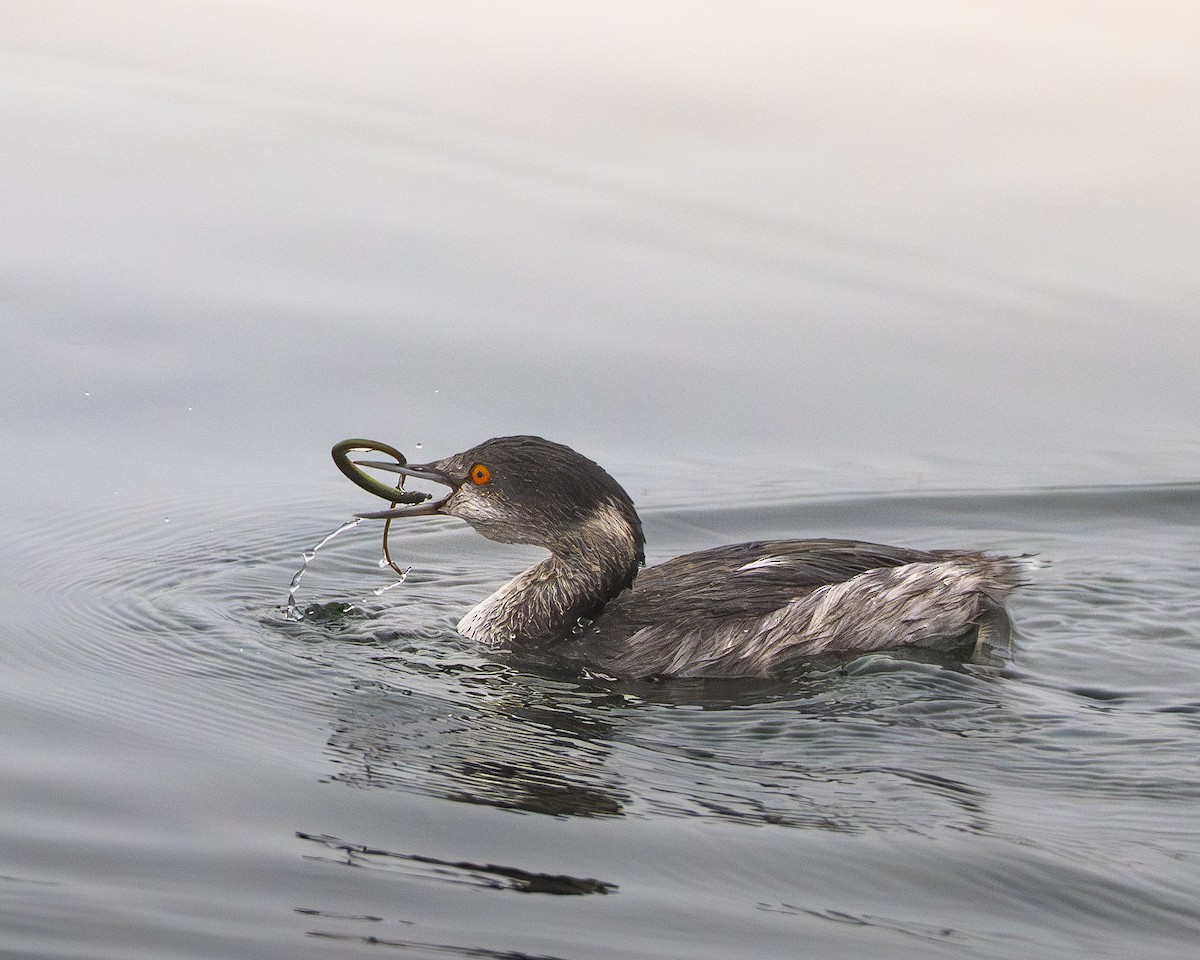Eared Grebe - ML645350220