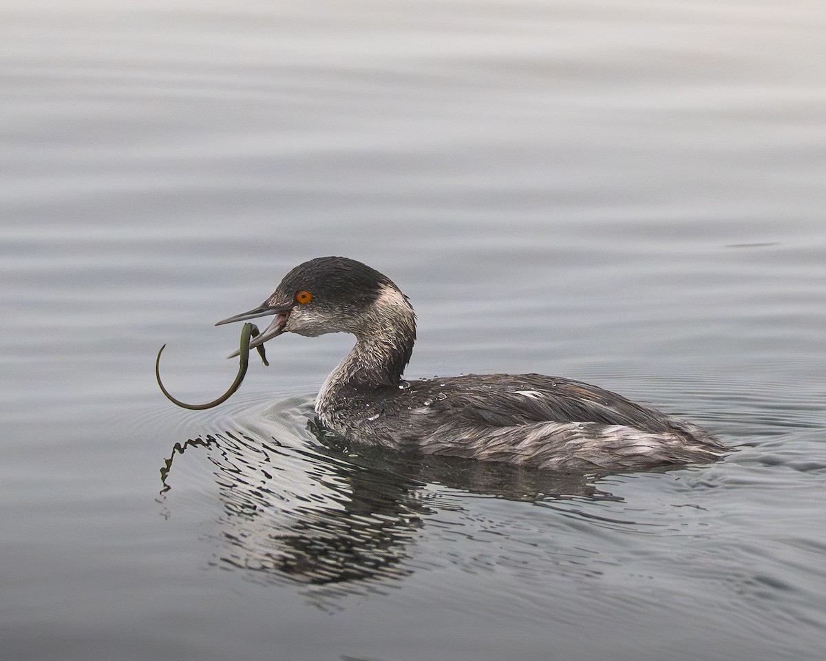 Eared Grebe - ML645350221