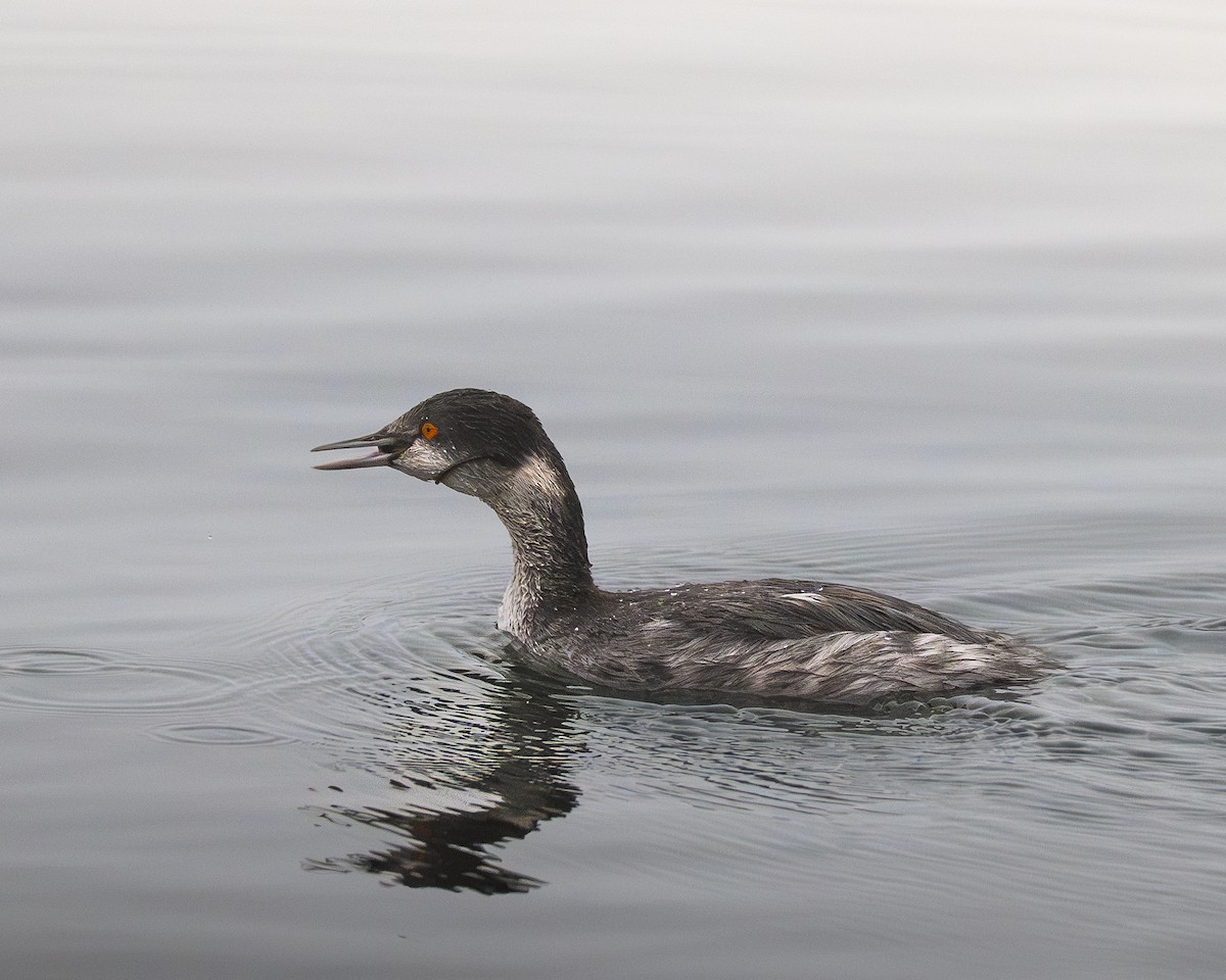 Eared Grebe - ML645350222