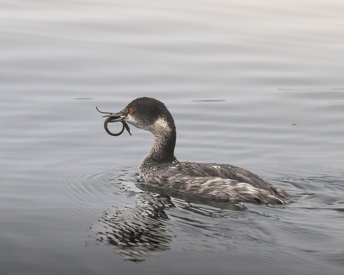 Eared Grebe - ML645350223