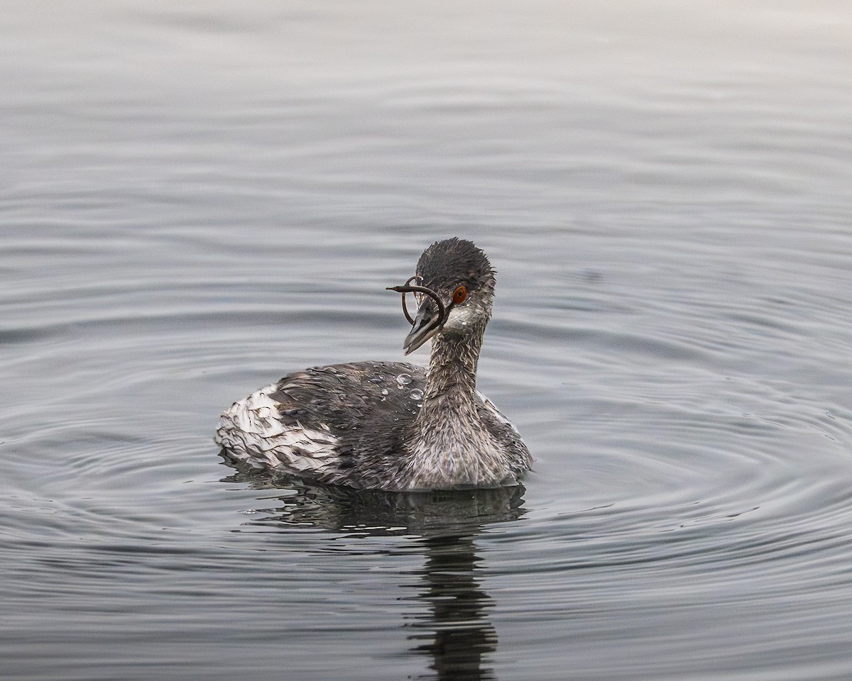 Eared Grebe - ML645350224