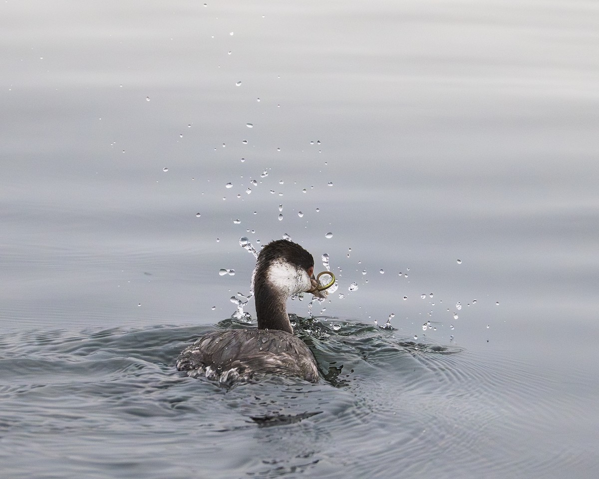 Eared Grebe - ML645350225