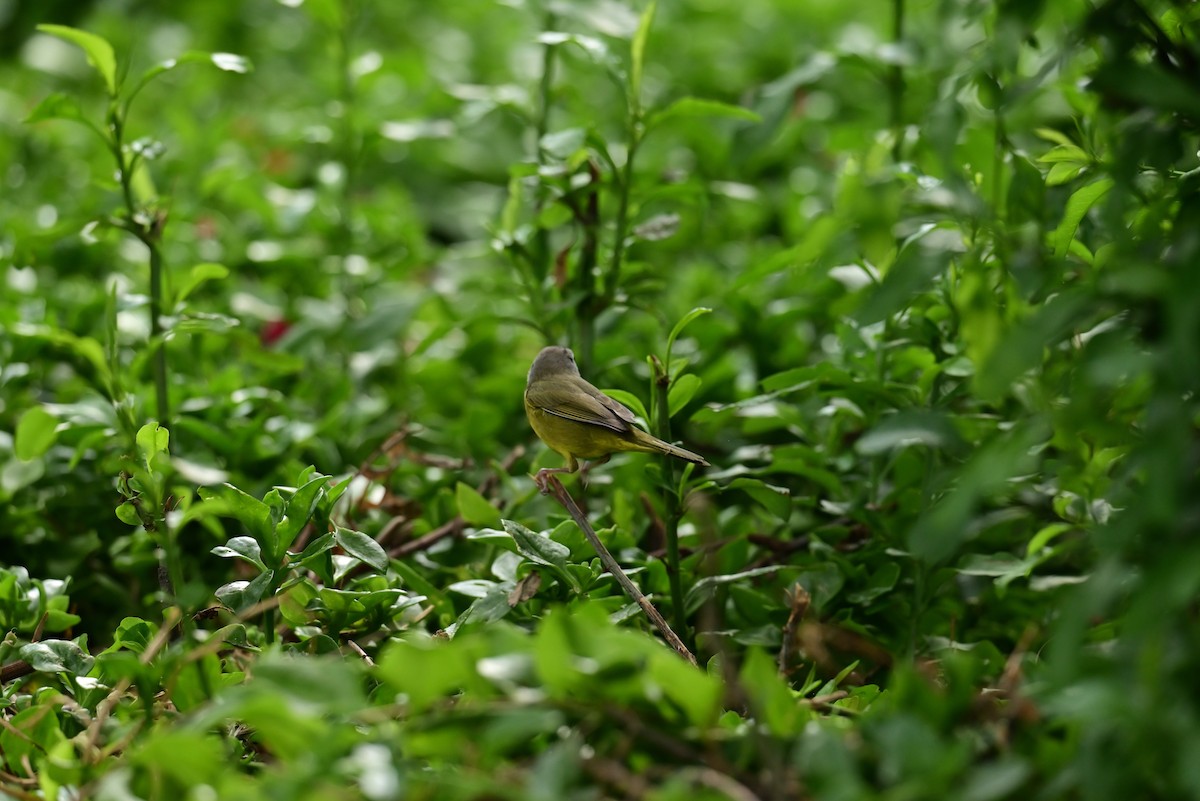 MacGillivray's Warbler - ML645350226