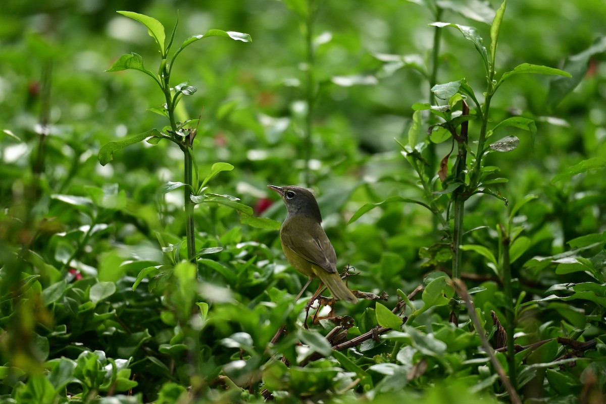 MacGillivray's Warbler - ML645350227