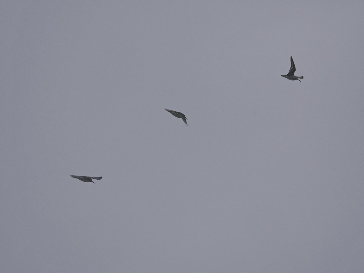 Dunlin - ML645350248