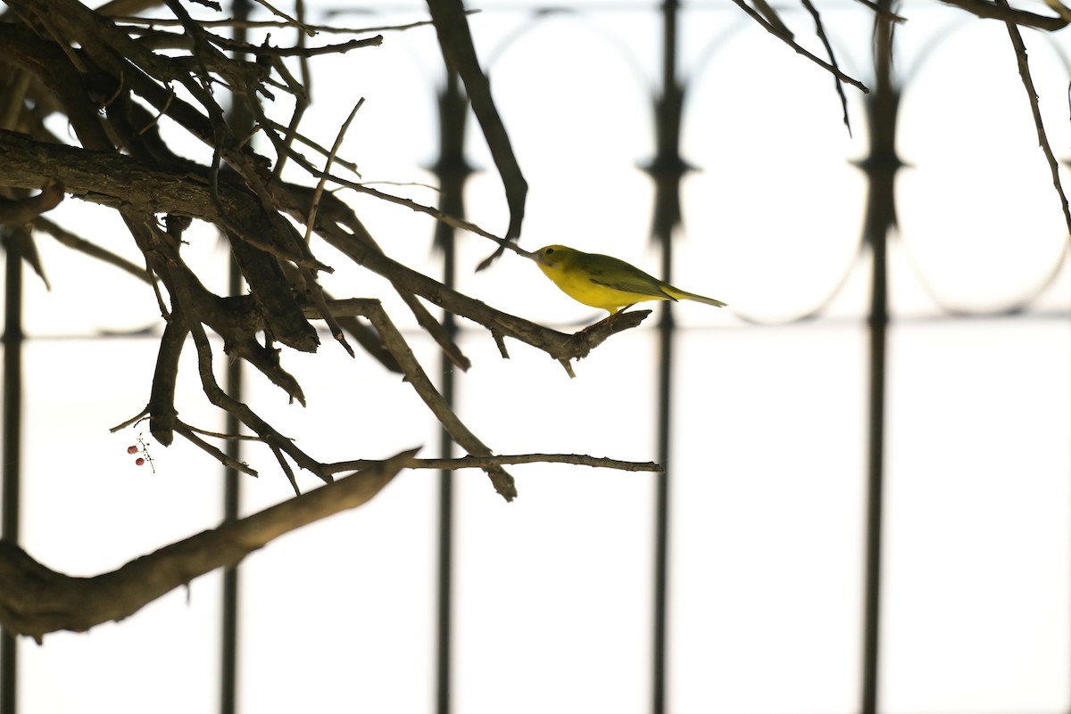 Wilson's Warbler - ML645350250